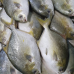 Silver Pomfret Whole( Approx - 3 pcs) -- 2 lbs